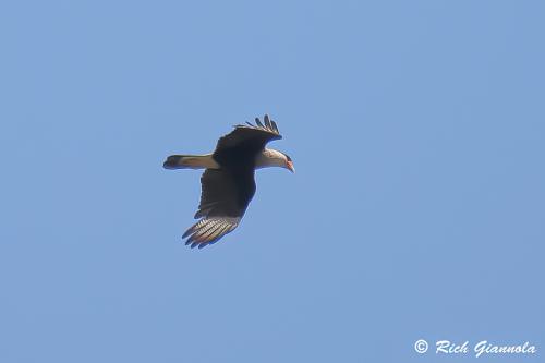 Crested Caracara