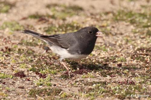 Dark-Eyed Junco