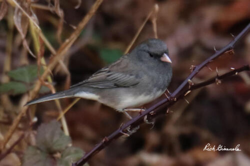 Dark-Eyed Junco sitting on thorny branch