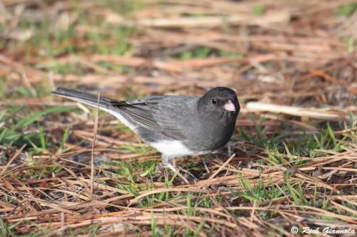 Dark-Eyed Junco