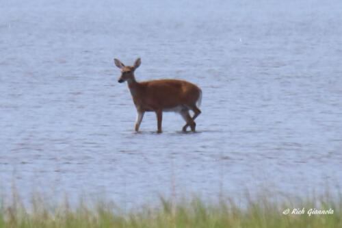 Deer walking through the marsh