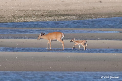 Two deer walking in Delaware Bay at low tide