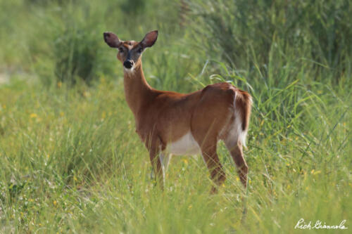 Surprised deer in Cape Henlopen State Park