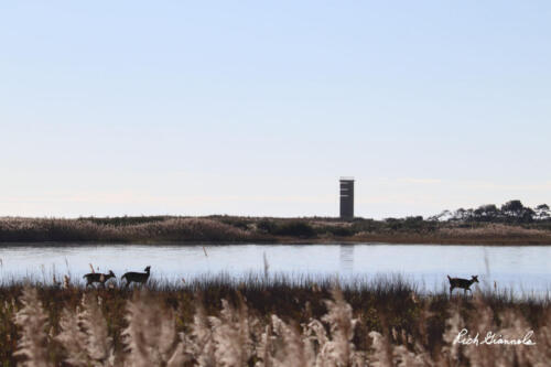 Deer crossing past Gordon's Pond in Cape Henlopen State Park