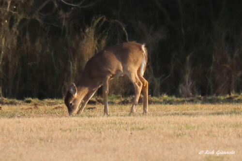 A grazing deer in the field in Cape Henlopen State Park