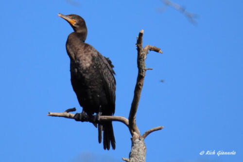 Double-Crested Cormorant on the lookout