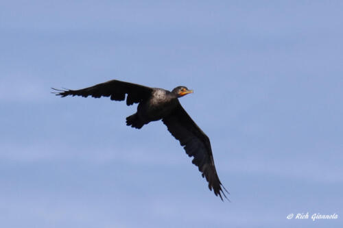 Double-Crested Cormorant in flight