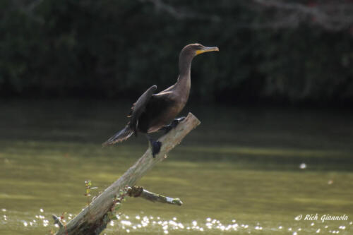 A Double-Crested Cormorant ready for takeoff
