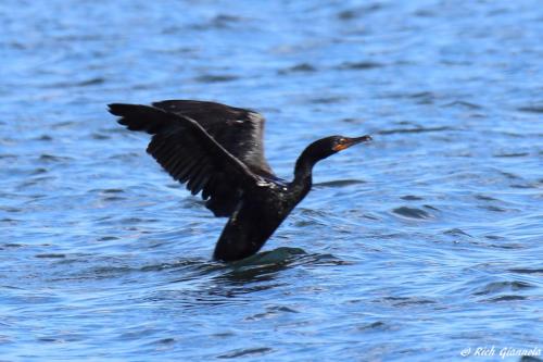 Double-Crested Cormorant