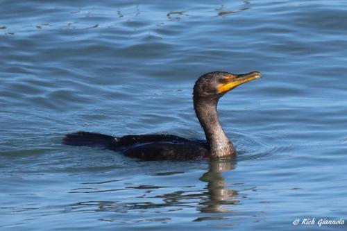 Double-Crested Cormorant