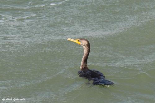 Double-Crested Cormorant