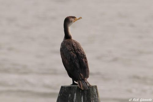 Double-Crested Cormorant