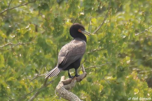 Double-Crested Cormorant