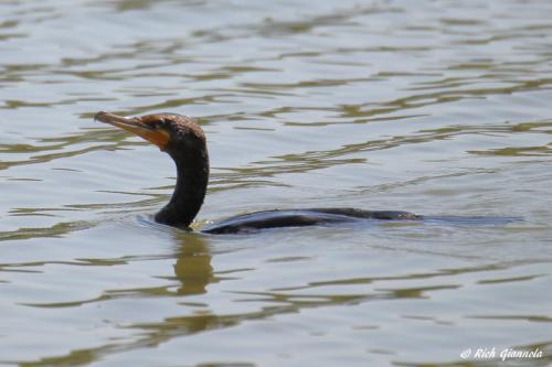 Double-Crested-Cormorant