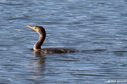 Double-Crested Cormorant