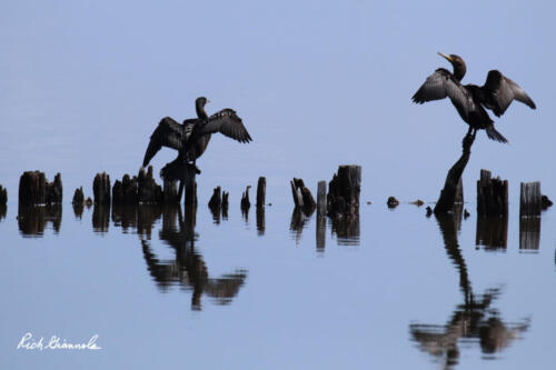 Double-Crested Cormorants resting on stumps