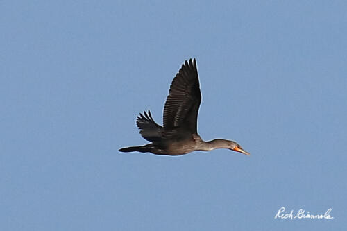 Double-Crested Cormorant on the wing