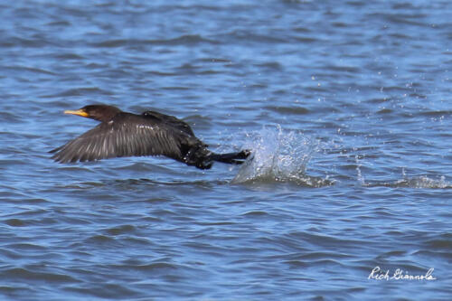 Double-Crested Cormorant taking flight