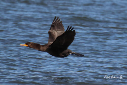 A Double-Crested Cormorant flying by