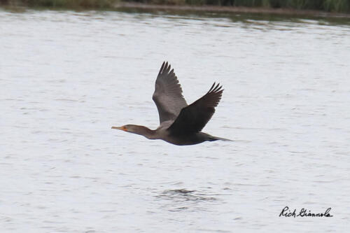 Double-Crested Cormorant flying just above the water