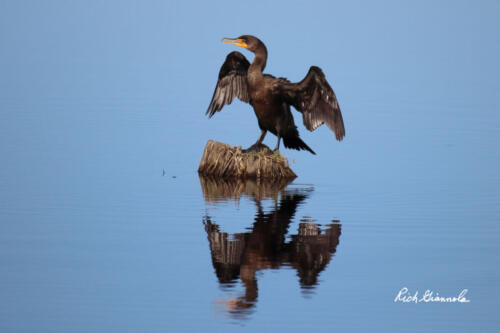Double-Crested Cormorant warming up while sitting on a stump in the water