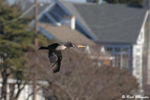 Double-Crested Cormorant