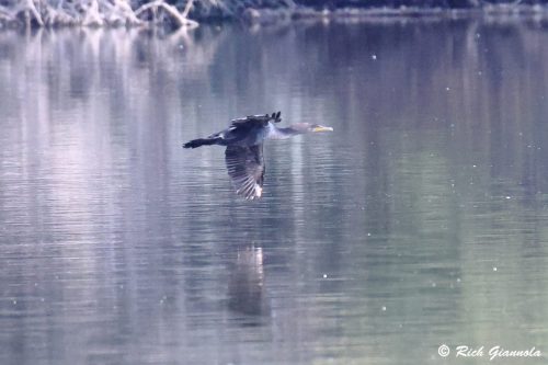 Double-Crested Cormorant