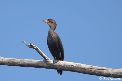 Double-Crested Cormorant
