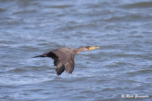Double-Crested Cormorant