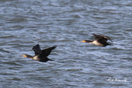 Two Double-Crested Cormorants flying low above the water