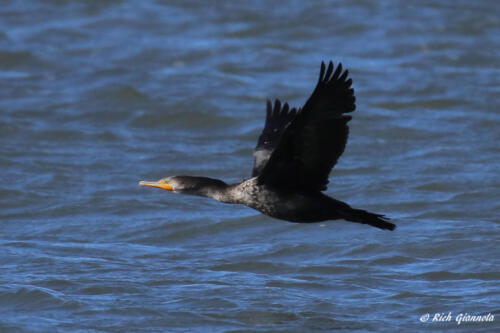Double-Crested Cormorant flying low