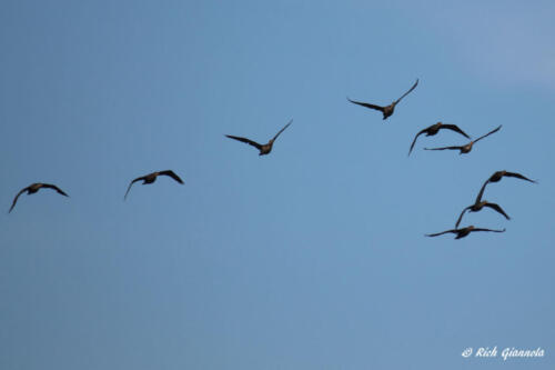 A flock of Double-Crested Cormorants
