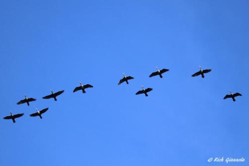 Double-Crested Cormorants