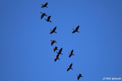Double-Crested Cormorants