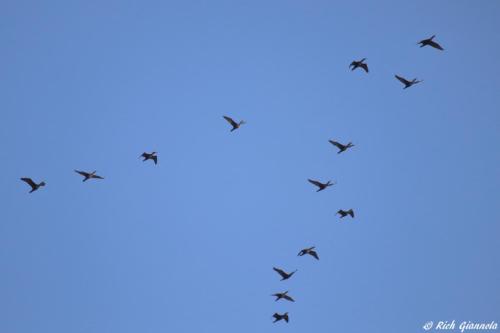 Double-Crested Cormorants