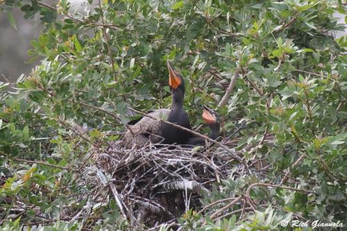 Double-Crested Cormorants