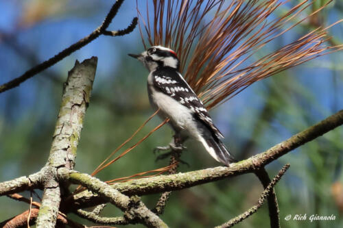 Downy Woodpecker catching some sun