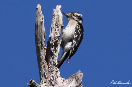 Downy Woodpecker climbing to the top