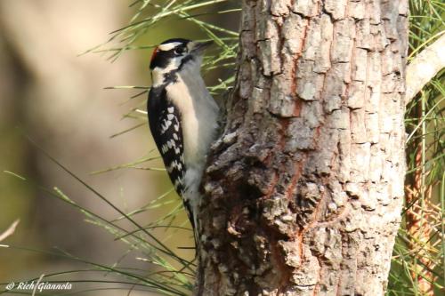 Downy Woodpecker