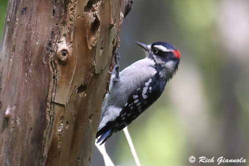 Downy Woodpecker