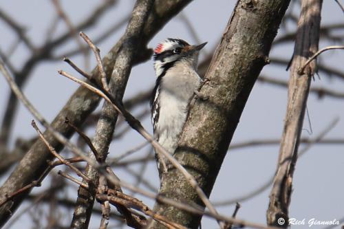 Downy Woodpecker