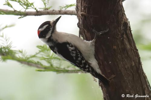 Downy Woodpecker