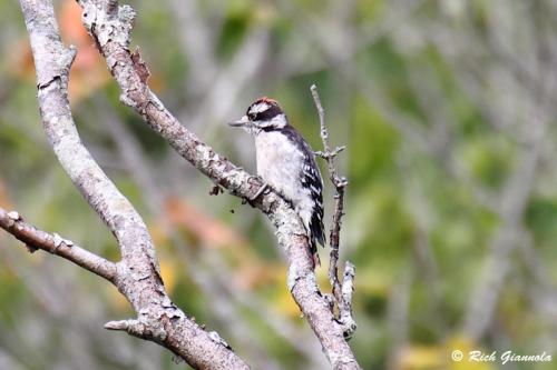 Downy Woodpecker