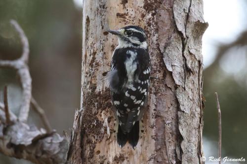 Downy Woodpecker