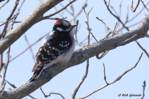 Downy Woodpecker climbing on a branch