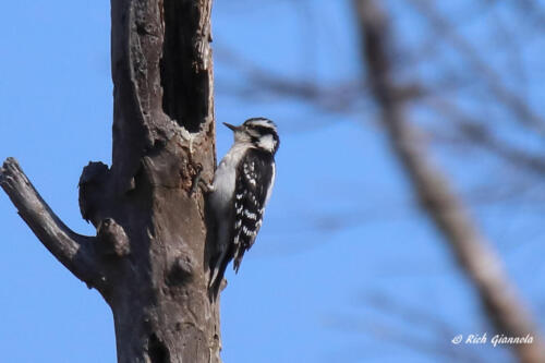 This little Downy Woodpecker is climbing up a tree