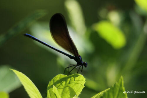 A dragonfly at rest