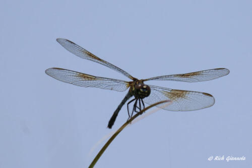 A dagonfly with lacey wings