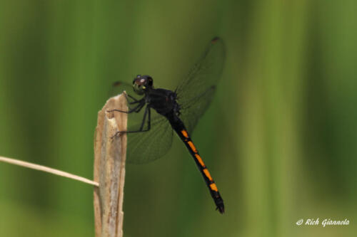 A colorful dragonfly