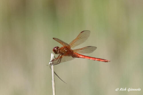 Dragonfly